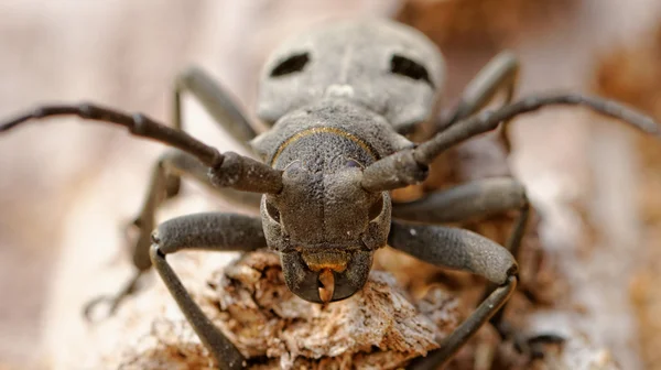 El Escarabajo Capricornio — Foto de Stock