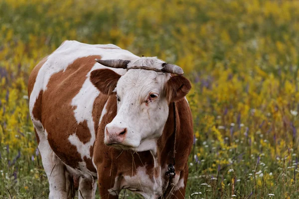 La mucca — Foto Stock