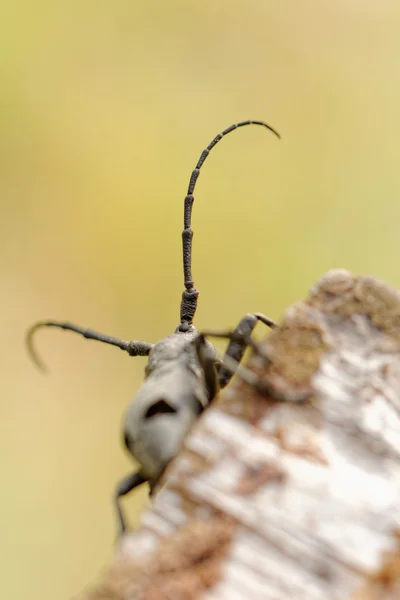 摩羯座甲虫 — 图库照片