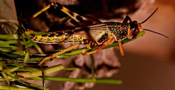 먹는 한 메뚜기 — 스톡 사진