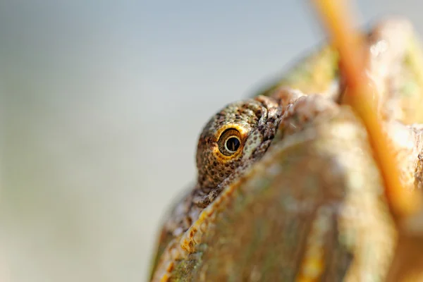 Chamäleonkalyptratus — Stockfoto