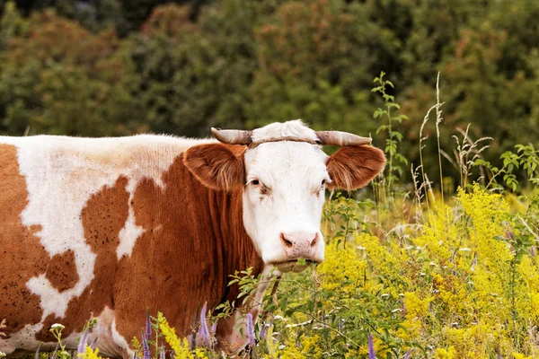 La mucca — Foto Stock