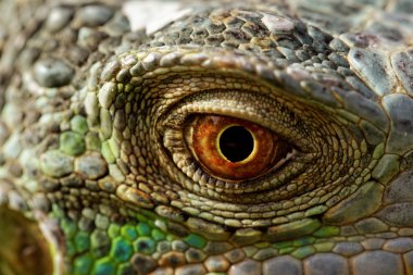 Yeşil iguana göz