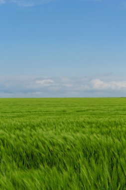 buğday alan mavi bulutlu gökyüzü altında