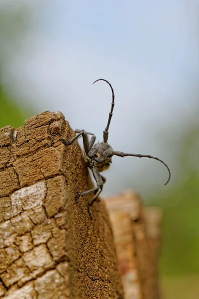 De Steenbok kever — Stockfoto