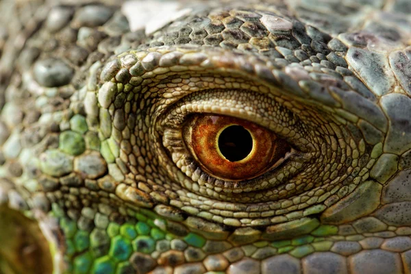 Olho de iguana verde — Fotografia de Stock