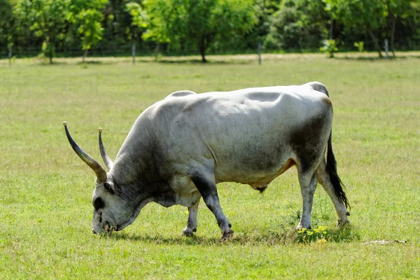 Hungarian grey cattle — Stock Photo, Image