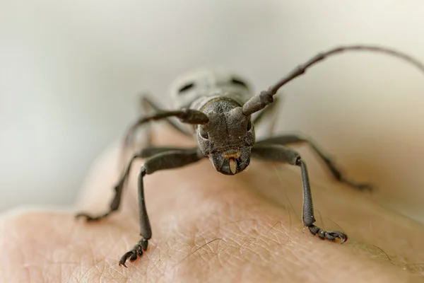 El Escarabajo Capricornio —  Fotos de Stock