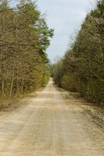 dirt road in the forest