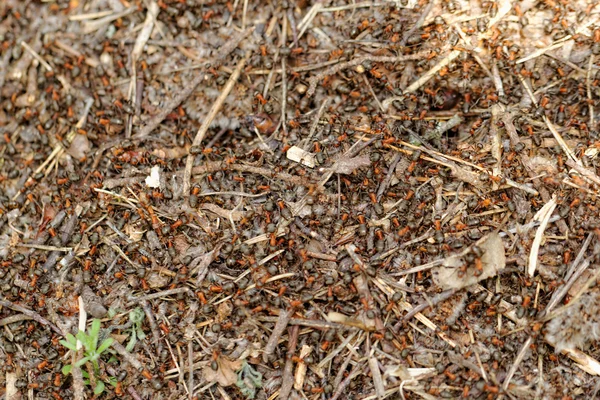 Mravenci a mraveniště — Stock fotografie