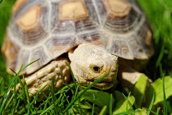 African Spurred Tortoise — Stock Photo, Image