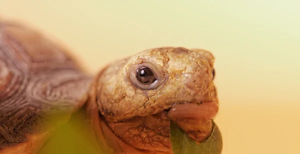 African Spurred Tortoise — Stock Photo, Image