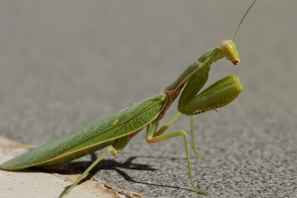 Praying mantis op de verdieping — Stockfoto