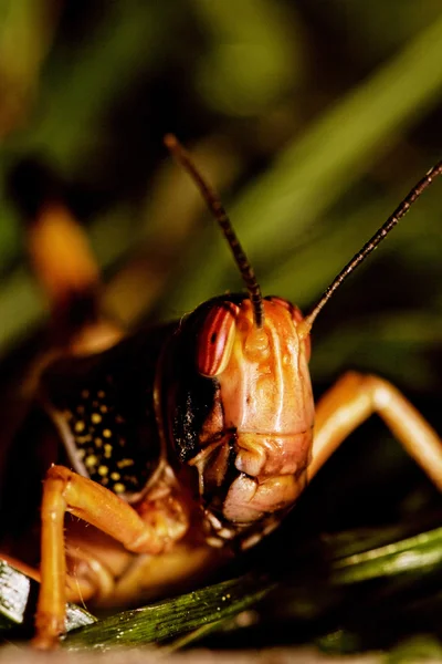 Um gafanhoto comendo — Fotografia de Stock