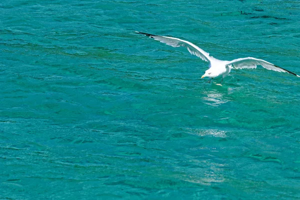 White seagull flying — Stock Photo, Image