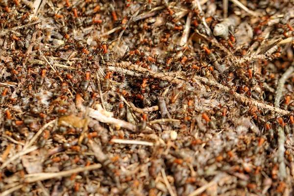 Ants and ant hill — Stock Photo, Image