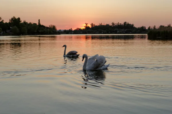 Лебедь на озере на закате — стоковое фото