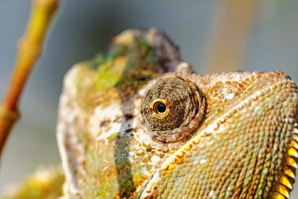 Chamaeleo calyptratus — Stock Fotó