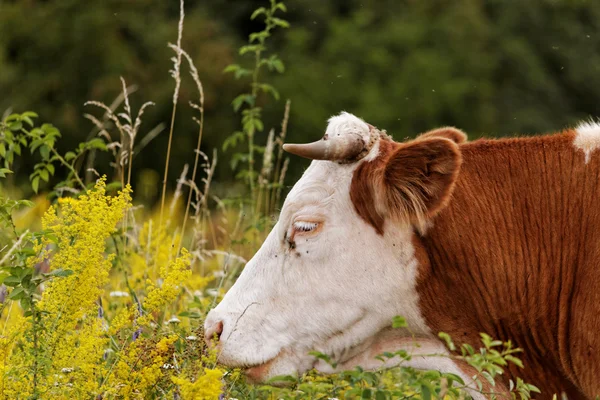 De koe — Stockfoto