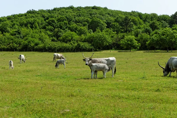 Hungarian grey cattle — Stock Photo, Image