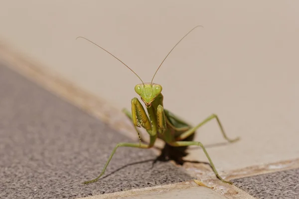 Kudlanka nábožná na podlaze — Stock fotografie