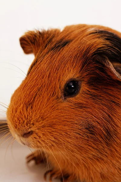 Guinea pig eye close-up (macro) — Stock Photo, Image