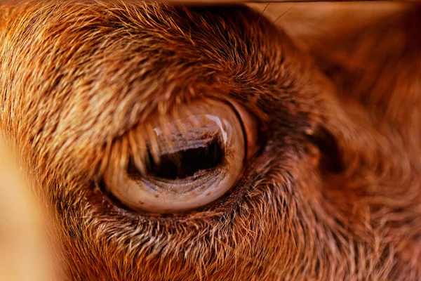 염소의 눈 — 스톡 사진