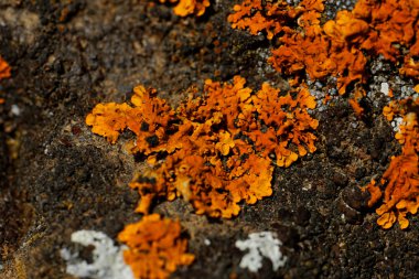 Kayalıklarda mantar