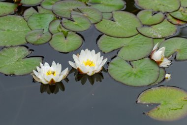 Nilüferler gölette
