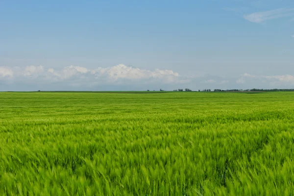 Campo de trigo sob o céu azul nublado — Fotografia de Stock