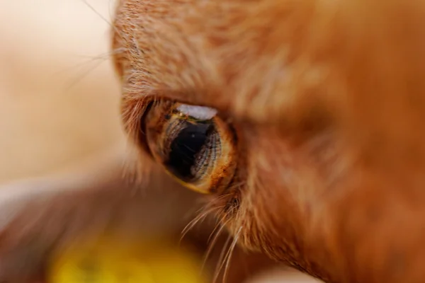 Occhio di capra — Foto Stock
