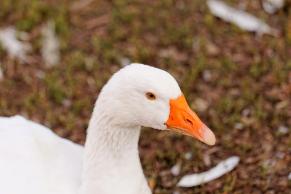 Witte ganzen — Stockfoto