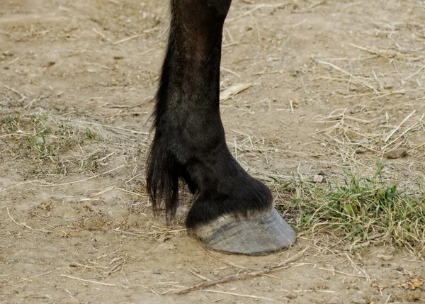 Jambe et sabot de cheval — Photo