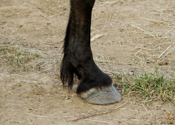 Копыта и ноги лошади
