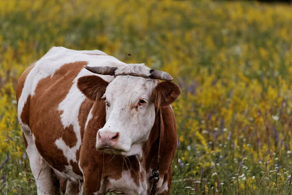 La mucca — Foto Stock