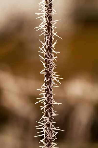 Rime on a thin branch — Stock Photo, Image