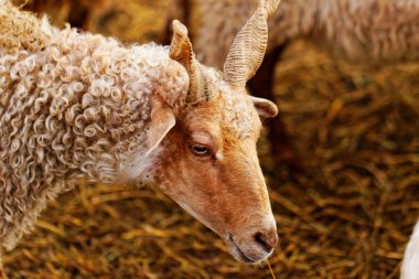 Çiftlikteki keçiler