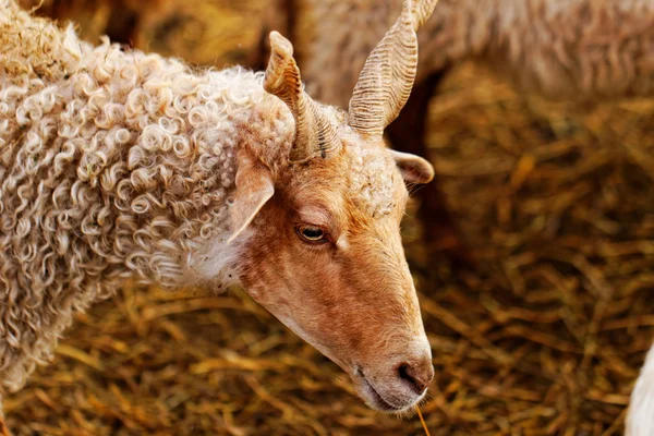 Goats on the farm — Stock Photo, Image