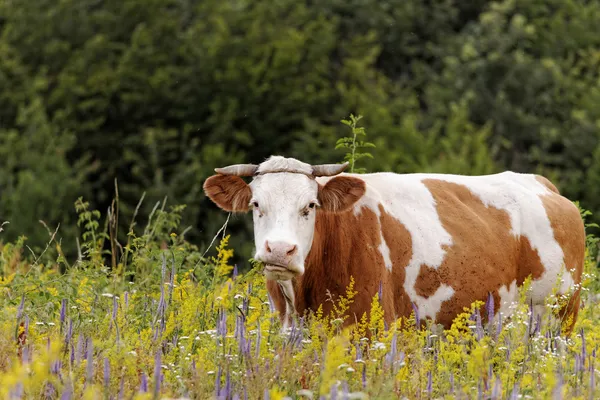 La mucca — Foto Stock