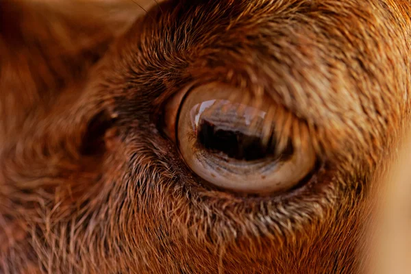 Occhio di capra Fotografia Stock