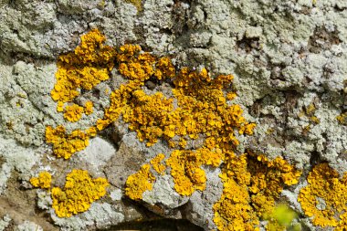 Kayalıklarda mantar