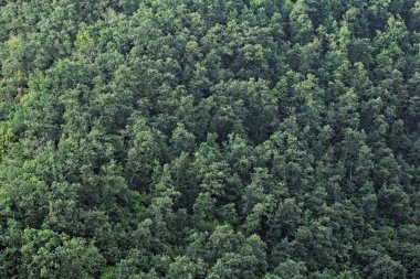 Bir ormanın havadan görünüşü