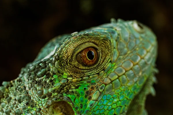 Портрет про зелену ігуану — стокове фото