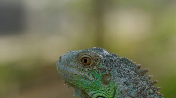 Portrait about a green iguana — Stock Photo, Image