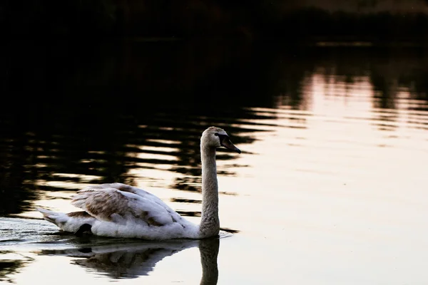 Cisne en el lago al atardecer —  Fotos de Stock
