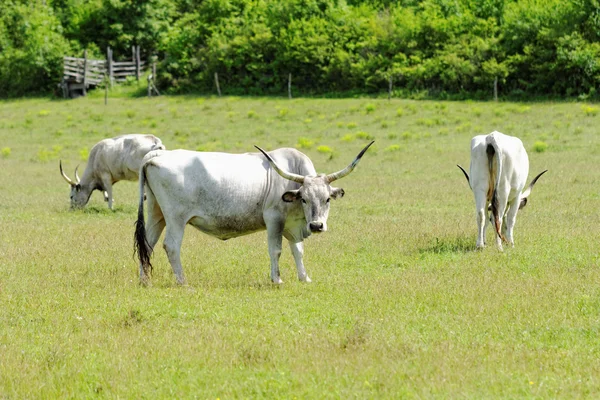 Macar gri sığır — Stok fotoğraf