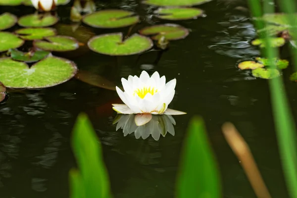 Seerose auf dem Teich — Stockfoto