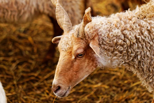 Goats on the farm — Stock Photo, Image