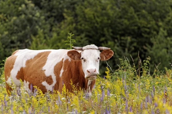 De koe — Stockfoto