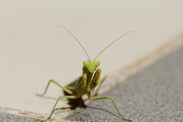 Praying mantis op de verdieping — Stockfoto